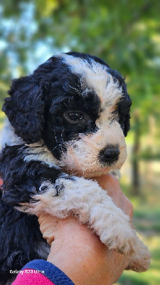 CHIOT 7