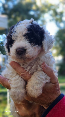 CHIOT 5