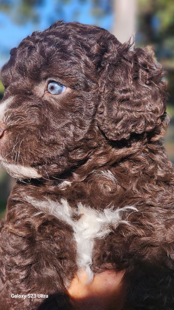 The Sourannya - Chiots disponibles - Chien d'eau espagnol