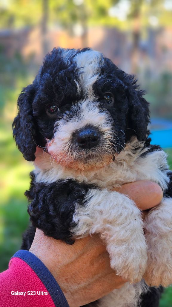 The Sourannya - Chiots disponibles - Chien d'eau espagnol