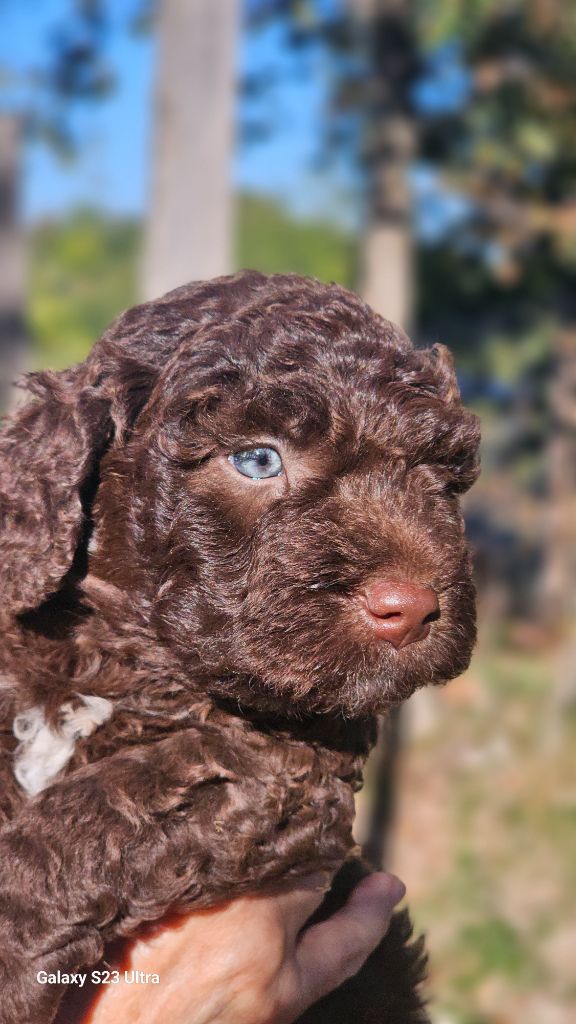 The Sourannya - Chiots disponibles - Chien d'eau espagnol