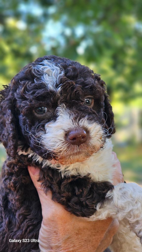 The Sourannya - Chiots disponibles - Chien d'eau espagnol